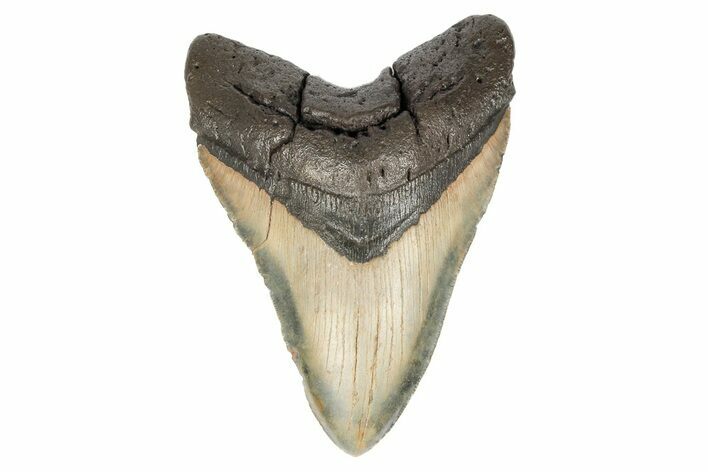 Huge, Fossil Megalodon Tooth - Visible Serrations #192858